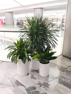 海曙花木出租价格究竟几何？一文为你揭晓